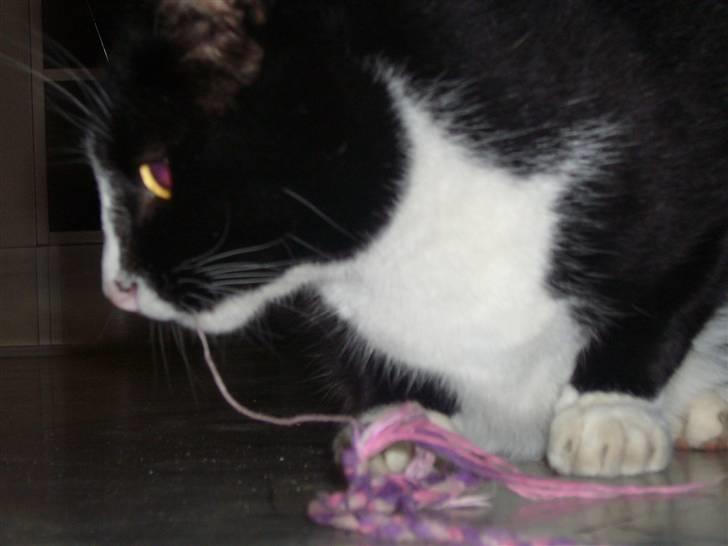 Huskat Nybo's Chap * R.I.P * - Hihi. elsker det billede billede 8