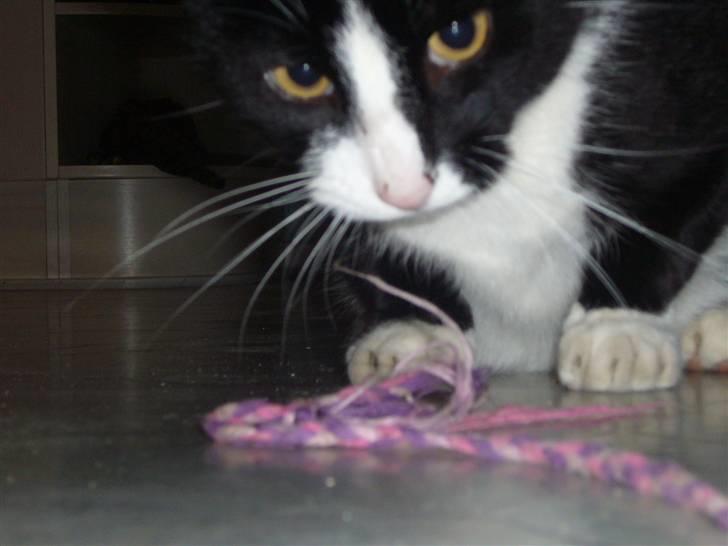 Huskat Nybo's Chap * R.I.P * - Hov.. løber den væk ?? billede 9