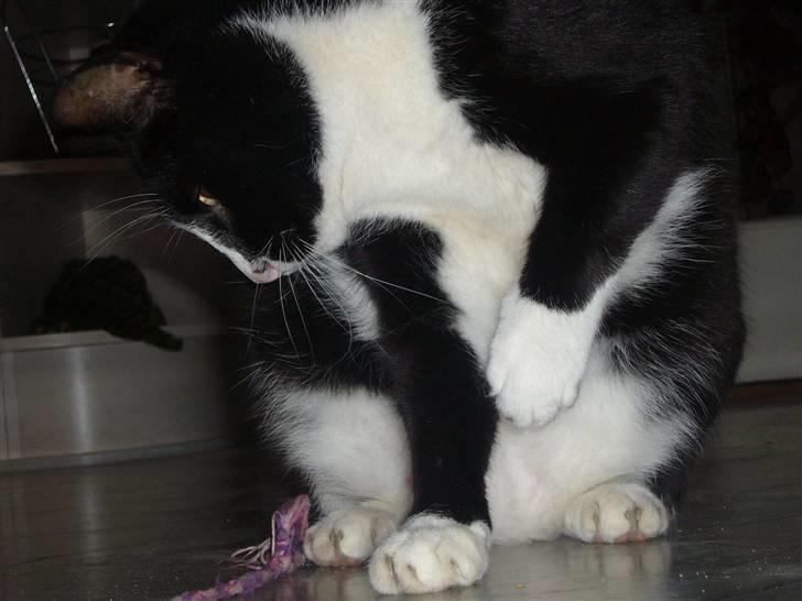 Huskat Nybo's Chap * R.I.P * - Hihi<3 billede 10