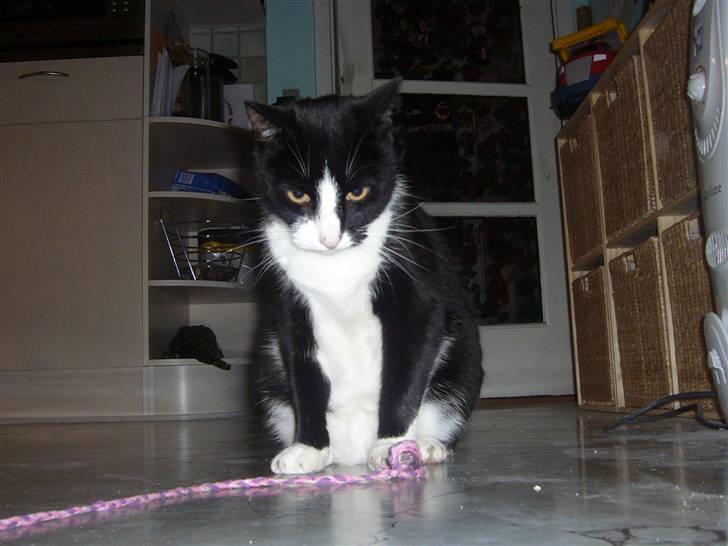 Huskat Nybo's Chap * R.I.P * - Godt billede<3 billede 11