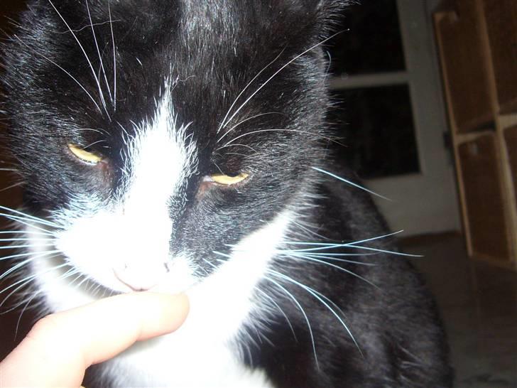 Huskat Nybo's Chap * R.I.P * - Nårh<33 billede 12