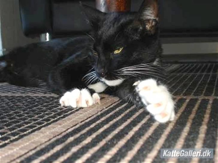 Huskat *Perle*^* Med to piger*^* - Jaaaaa ved godt jeg er lækker......... billede 10