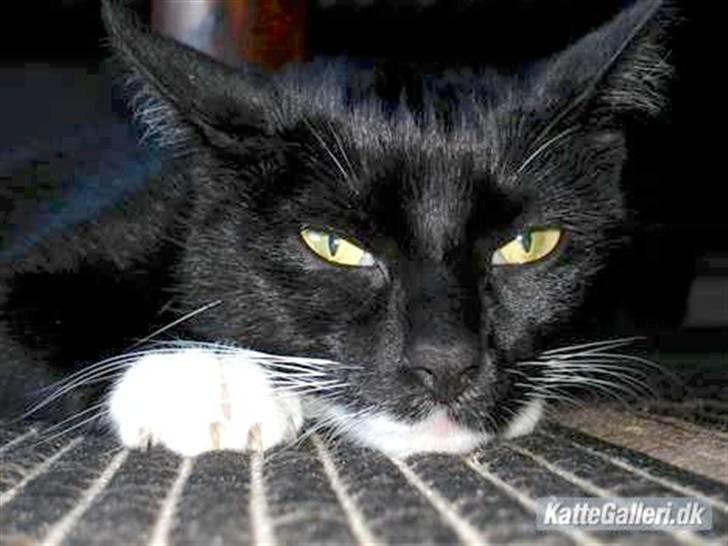 Huskat *Perle*^* Med to piger*^* - *¤* Hva SÅåå  noget du vil... Pas nu  på har to smukke piger... billede 11