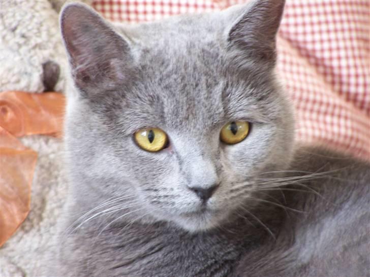 Huskat anton  - velkommen til min profil er jeg ikke bare sød ;) billede 1