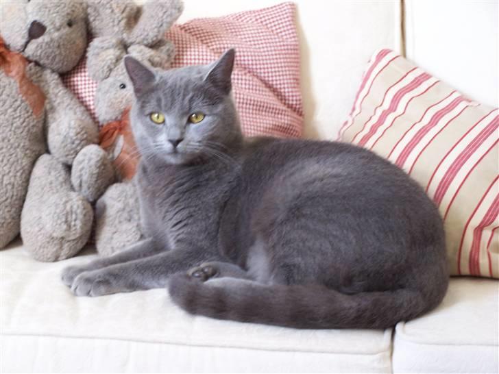 Huskat anton  - jeg elsker at blive taget billeder af  billede 2