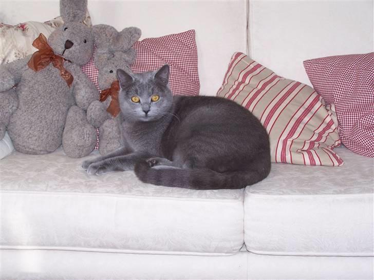 Huskat anton  - anton<3<3<3 billede 3