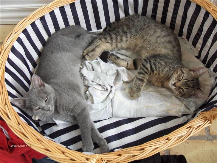 Huskat anton  - anton sammen med sin bror mads som desværre er død ;( billede 4