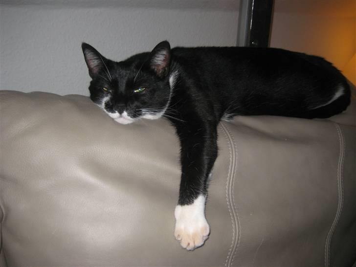 Huskat Ticco billede 14