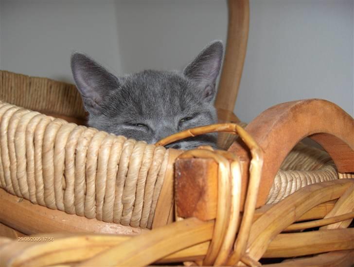 Huskat anton  - godmorgen lille anton  billede 5