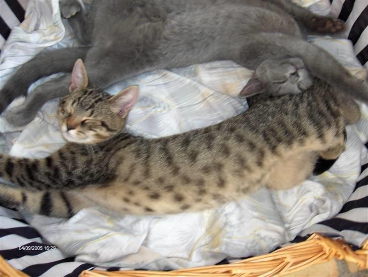 Huskat anton  - små killinger kan bare være sjove  billede 6