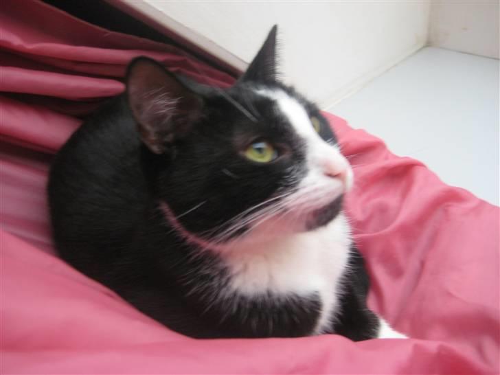 Huskat Ticcie billede 19