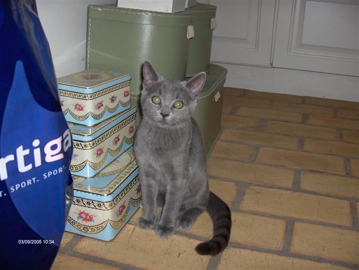 Huskat anton  - hva laver du ?? hehe ;) billede 7