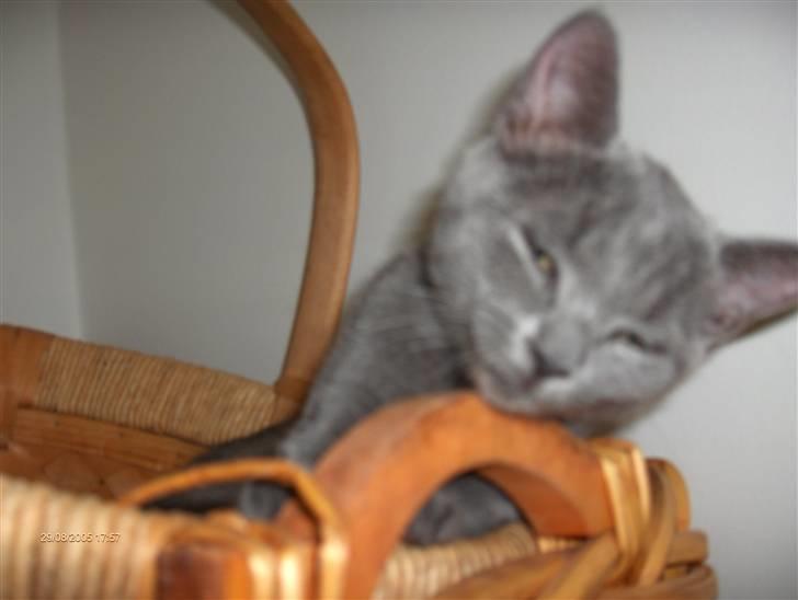 Huskat anton  - jeg gider ikke op nu Nicoline billede 8