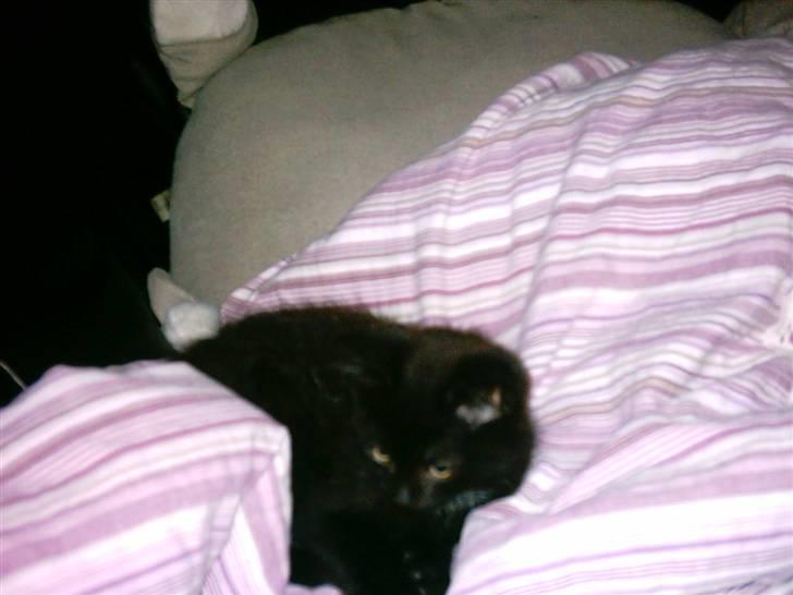 Blanding af racer Eddie billede 1