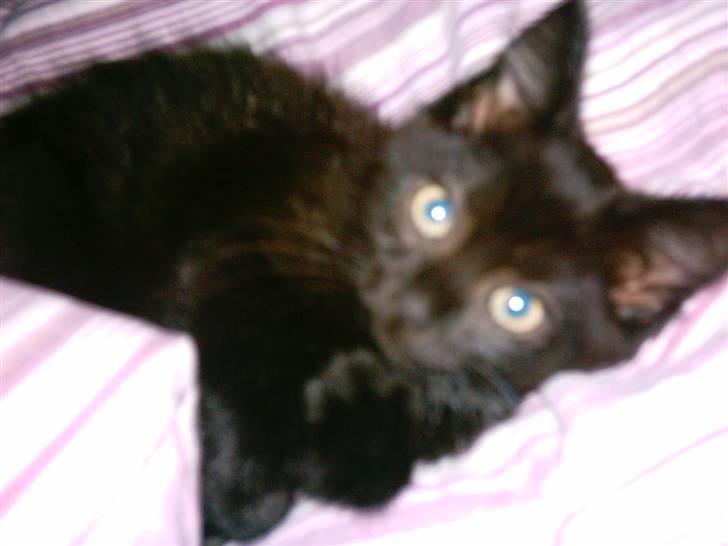 Blanding af racer Eddie billede 2