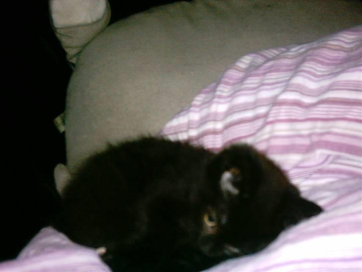 Blanding af racer Eddie billede 3