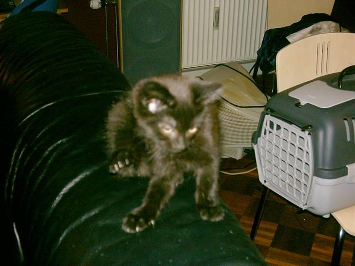 Blanding af racer Eddie billede 4