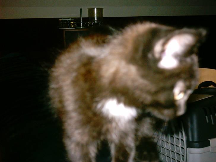 Blanding af racer Eddie billede 5