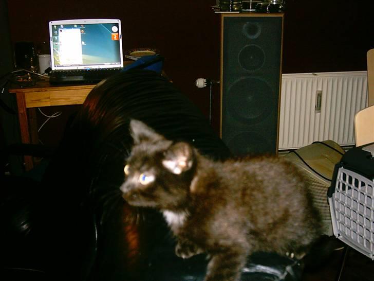 Blanding af racer Eddie billede 6