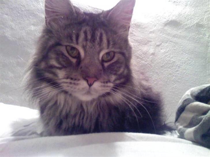 Maine Coon Athilla billede 7