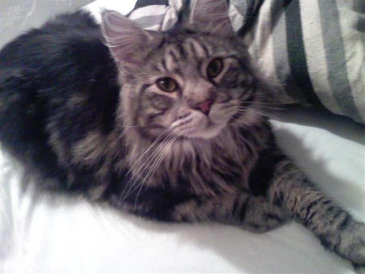 Maine Coon Athilla billede 8