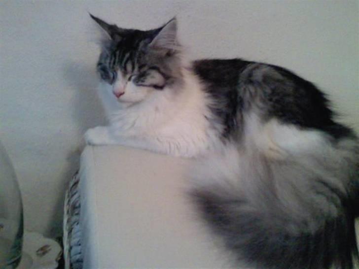 Maine Coon Kila billede 19