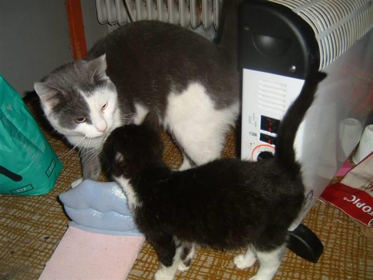 Blanding af racer Tarzan (bortgivet) billede 5