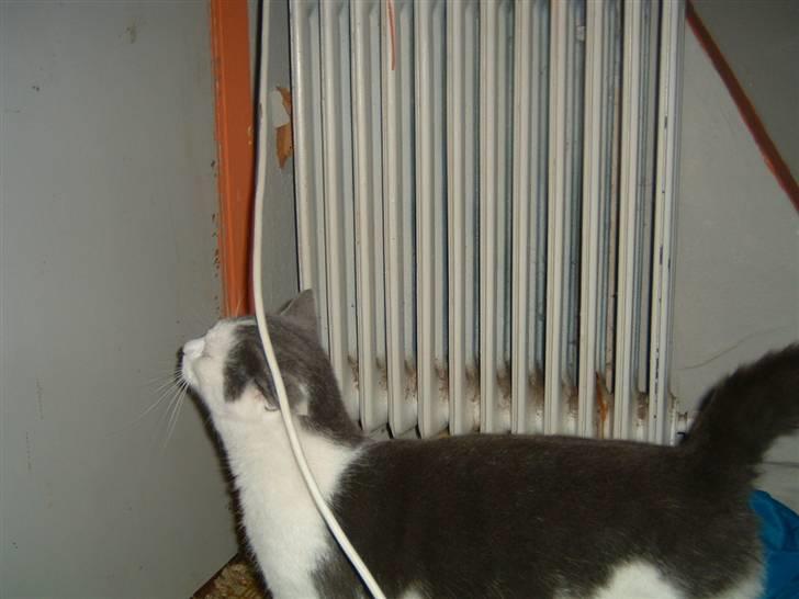 Blanding af racer Tarzan (bortgivet) billede 6