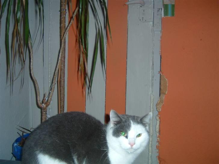 Blanding af racer Tarzan (bortgivet) billede 7