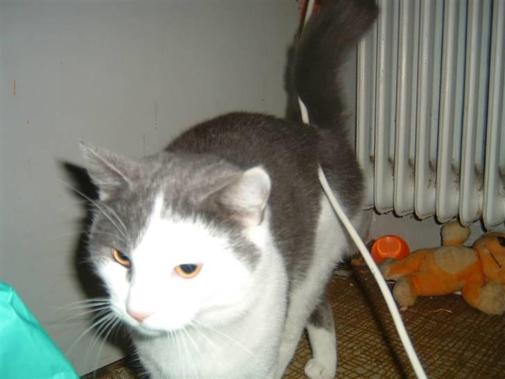 Blanding af racer Tarzan (bortgivet) billede 8