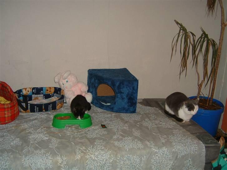 Blanding af racer Tarzan (bortgivet) billede 9