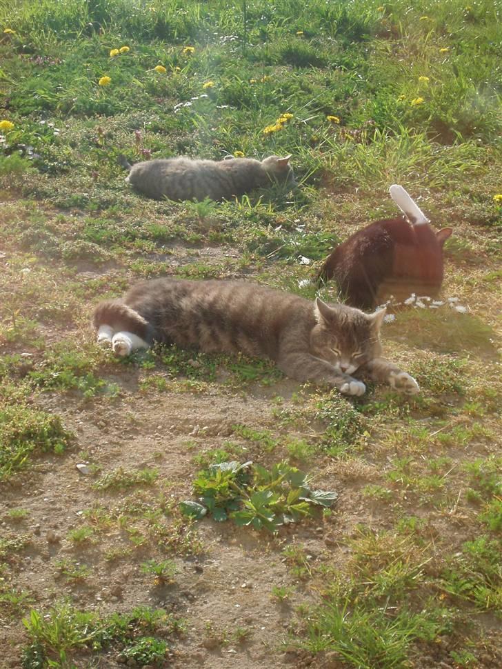 Blanding af racer Poul - de er bare utorlig dovne :) billede 16