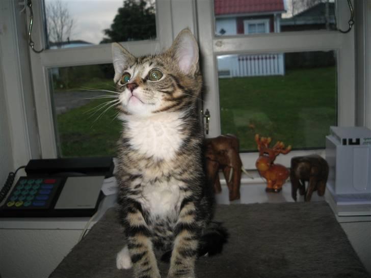 Huskat Gizmo billede 9