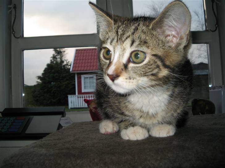 Huskat Gizmo billede 10