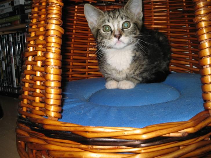 Huskat Gizmo billede 11