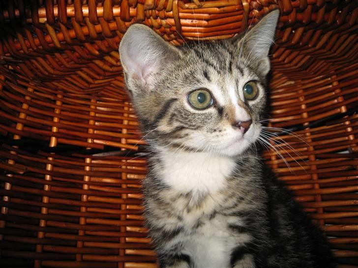 Huskat Gizmo billede 12