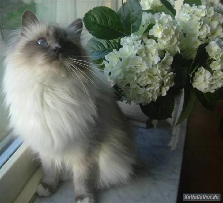 Hellig Birma Dk Odgaards sweet bianna  billede 5