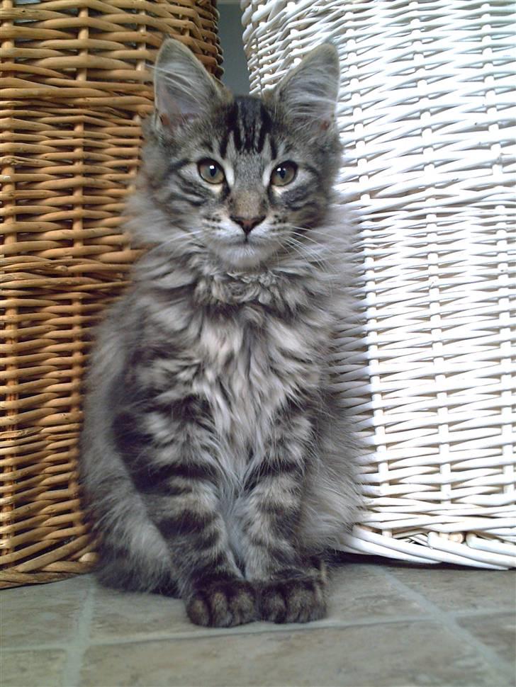 Maine Coon Baloo billede 4