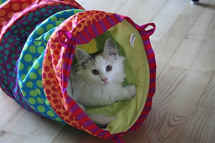 Norsk Skovkat Abi - Abi i sin elskede legetunnel. Hun er 3½ - 4 mrd. billede 1