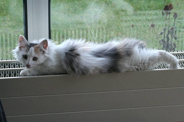 Norsk Skovkat Abi - "Se hvor laaang jeg er blevet". Abi - 3½ - 4 mdr. billede 2