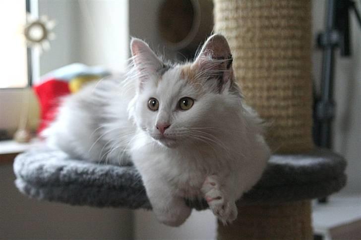 Norsk Skovkat Abi - Abi - 3½ - 4 mdr. billede 3