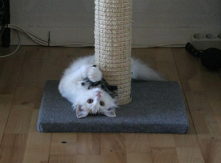 Norsk Skovkat Abi - Abi - 3½ - 4 mdr. billede 4