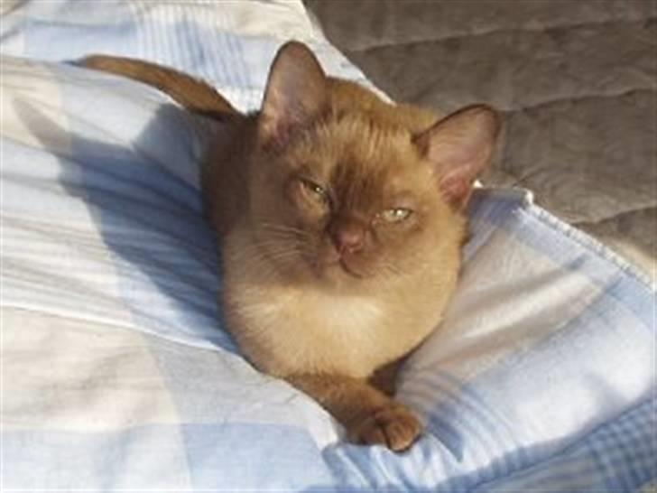 Burmeser Momi's Benedicte - Stolte Dicte billede 1