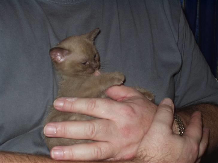 Burmeser Momi's Benedicte - Dicte bider far i hånden billede 2