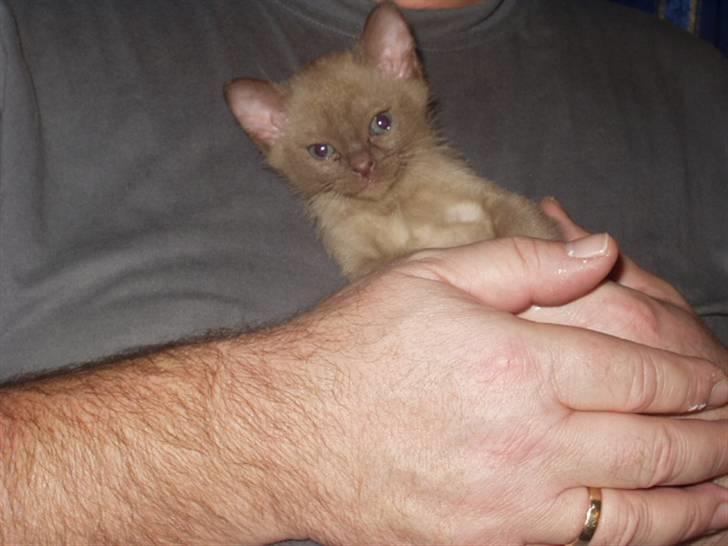 Burmeser Momi's Benedicte - Dicte i fars hånd billede 3