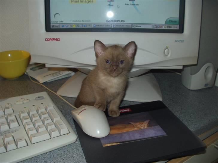 Burmeser Momi's Benedicte - katten med musen billede 4