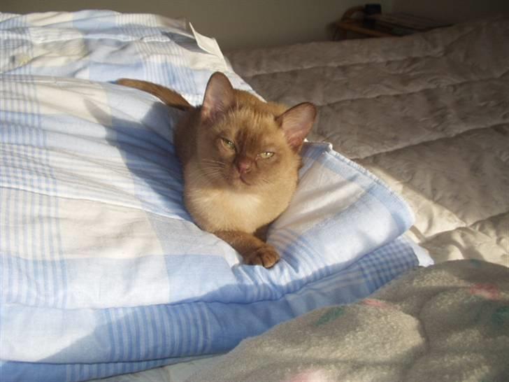 Burmeser Momi's Benedicte - Dicte som yndig killing billede 5