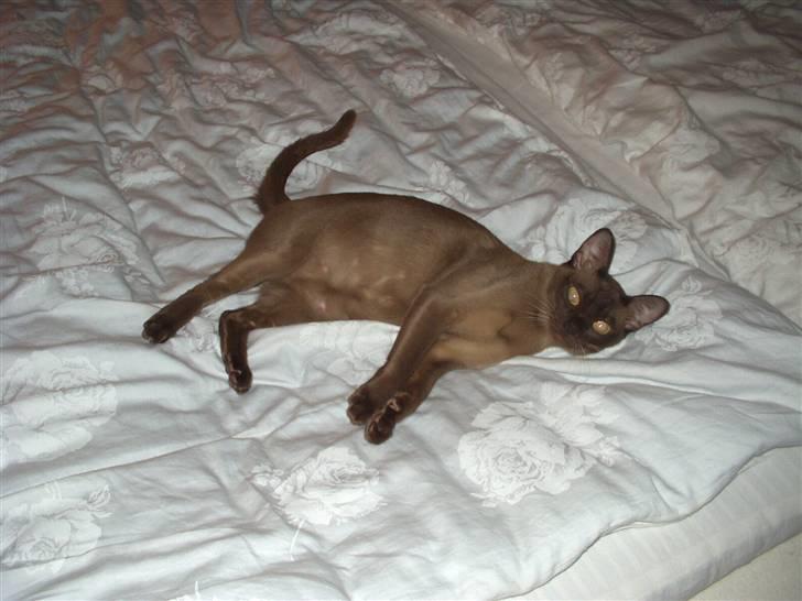 Burmeser Momi's Benedicte - Dicte stolt med sin gravide mave billede 7