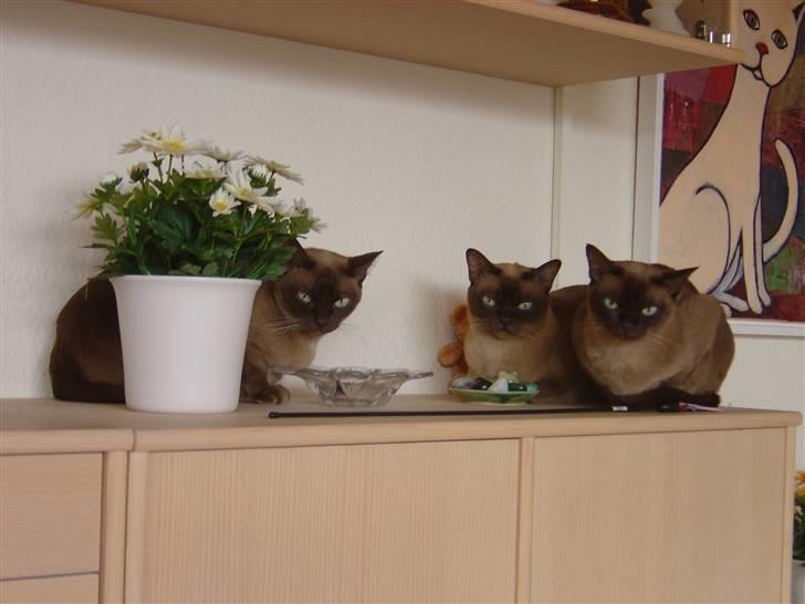 Burmeser Momi's Benedicte - 3 generationer på stribe billede 8