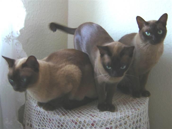 Burmeser Momi's Benedicte - dicte står til højre, endnu 3 generationer på stribe billede 9